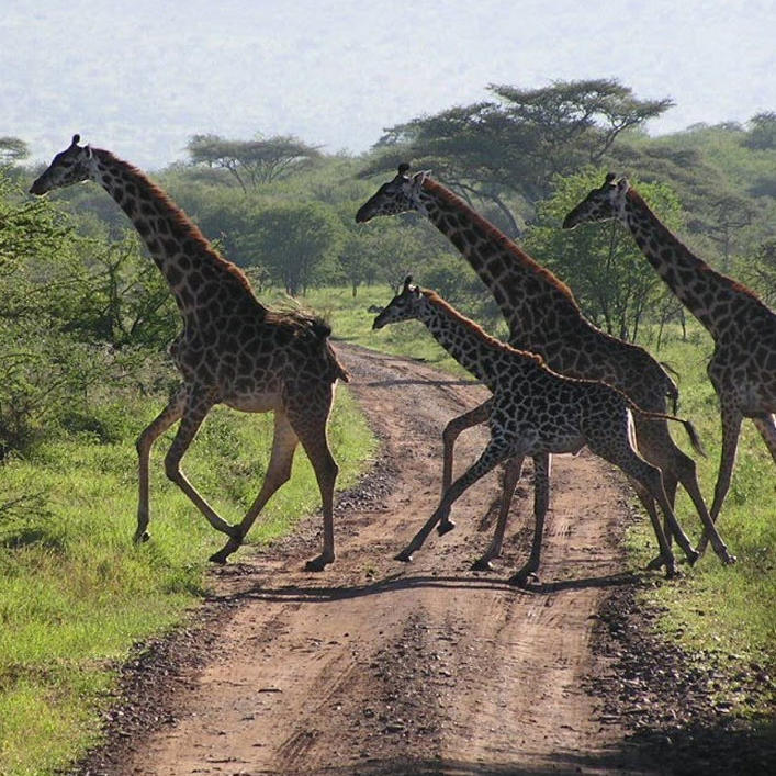 Day Trips & Tours Tanzania